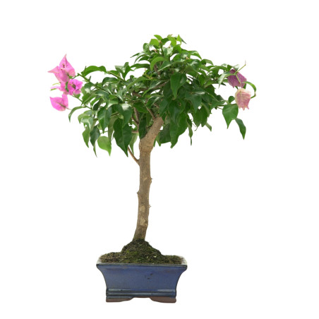 BOUGAINVILLEA 16643