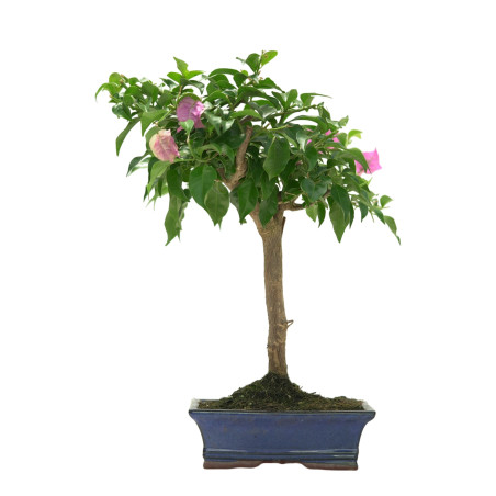 BOUGAINVILLEA 16643