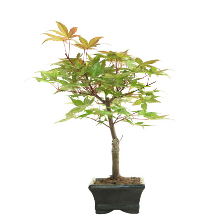 ARCE DESHOJO 16648