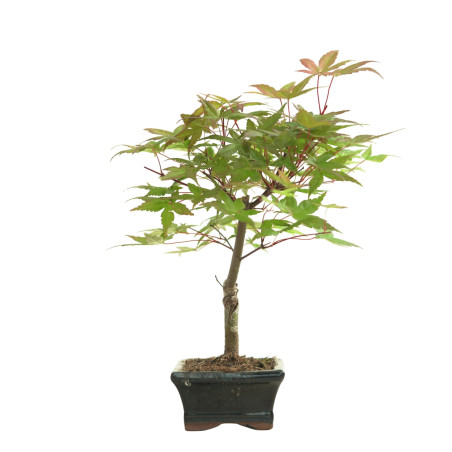 ARCE DESHOJO 16648