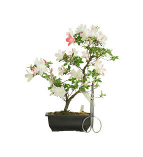 AZALEA SHIKISAI IB264