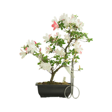 AZALEA SHIKISAI IB264