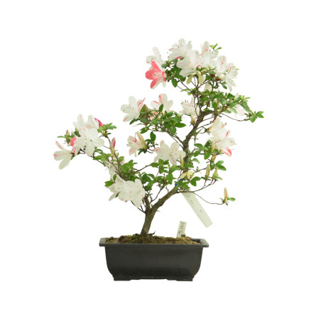 AZALEA SHIKISAI IB264