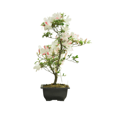 AZALEA SHIKISAI IB264