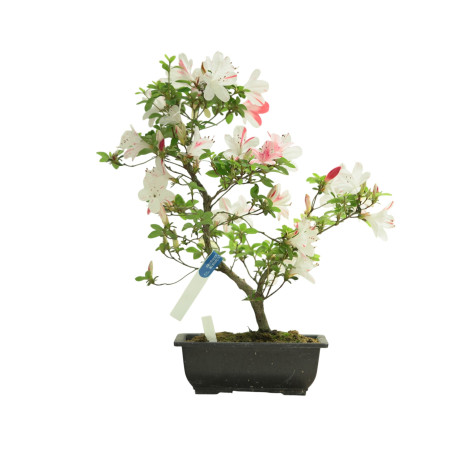 AZALEA SHIKISAI IB264