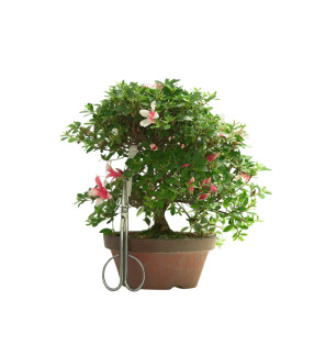 AZALEA HOTARUBI IB249