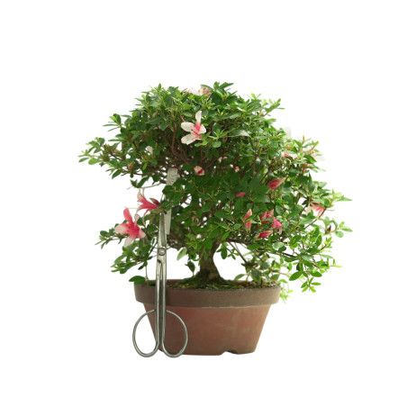 AZALEA HOTARUBI IB249