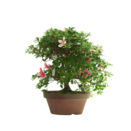 AZALEA HOTARUBI IB249