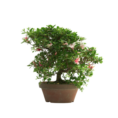 AZALEA HOTARUBI IB249