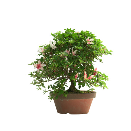 AZALEA HOTARUBI IB249