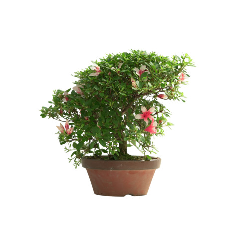 AZALEA HOTARUBI IB249
