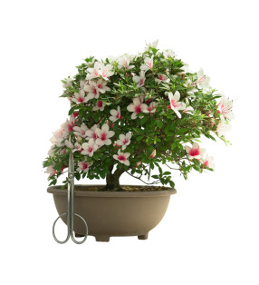 AZALEA HINOMARU IB253