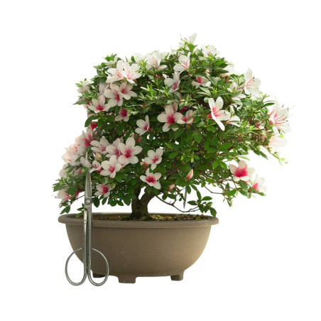 AZALEA HINOMARU IB253
