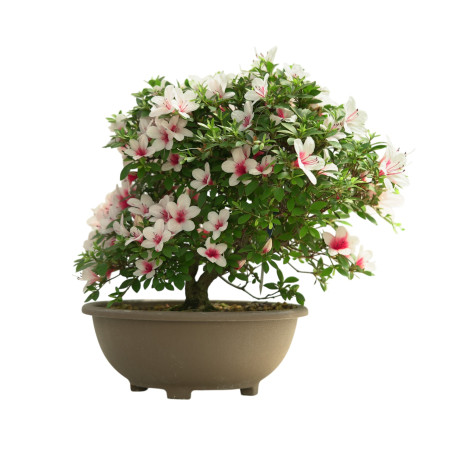 AZALEA HINOMARU IB253