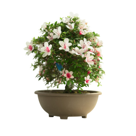 AZALEA HINOMARU IB253