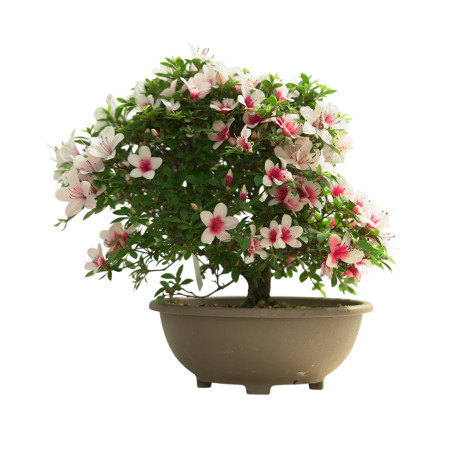 AZALEA HINOMARU IB253