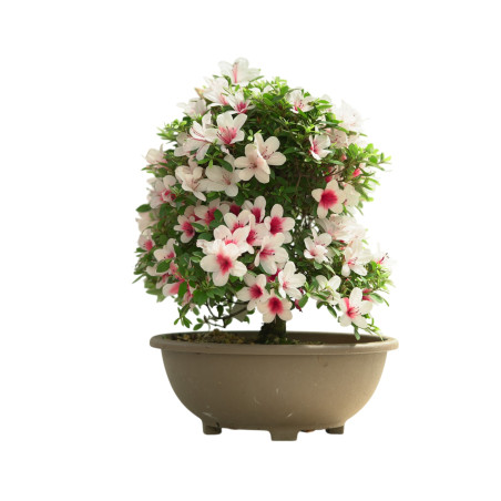 AZALEA HINOMARU IB253