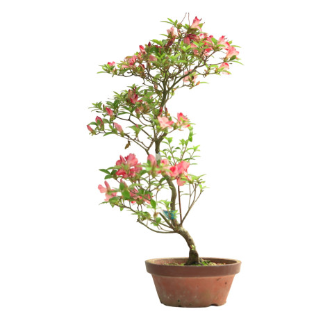 AZALEA BEHINOTSUKI IB274