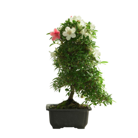 AZALEA KOHARU IB284