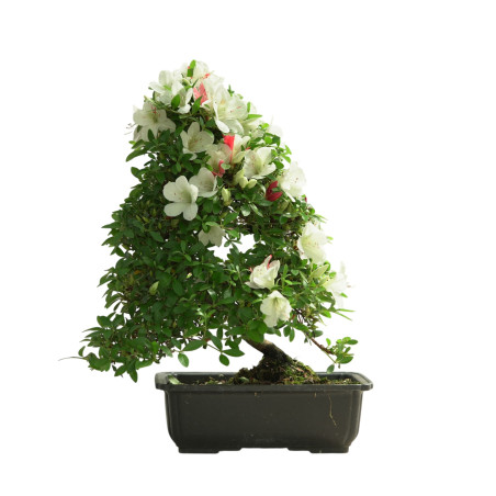 AZALEA KOHARU IB284