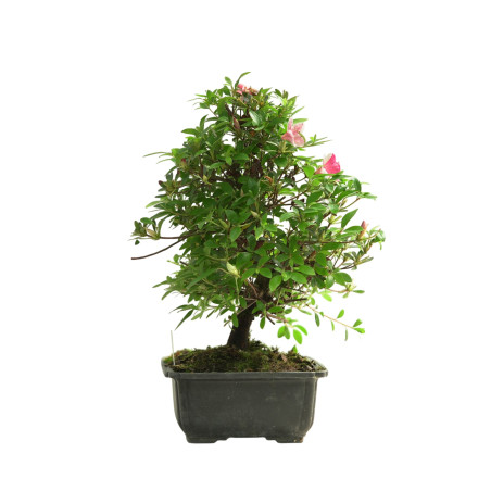 AZALEA MADOKA IB342