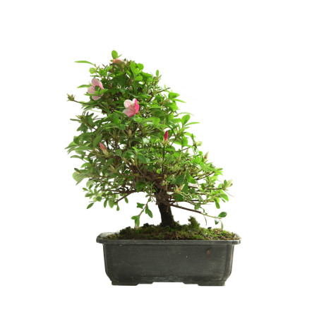 AZALEA MADOKA IB342