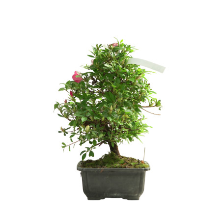 AZALEA MADOKA IB342