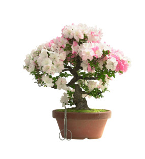 AZALEA IB313