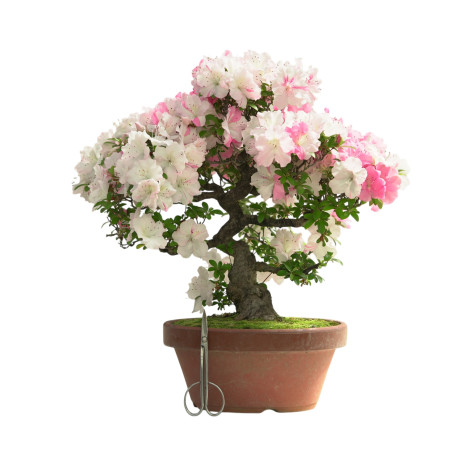 AZALEA IB313