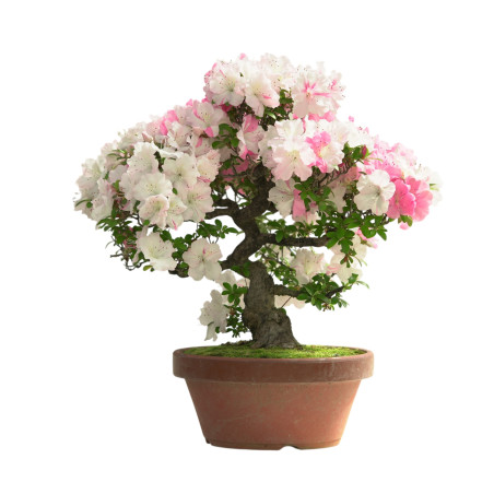 AZALEA IB313