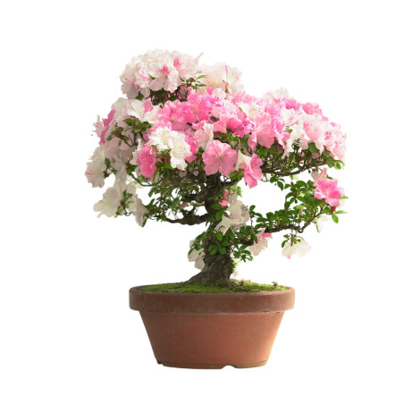AZALEA IB313