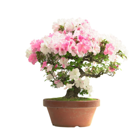 AZALEA IB313