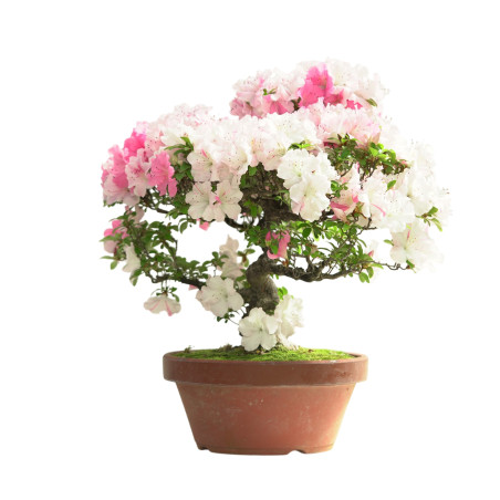 AZALEA IB313