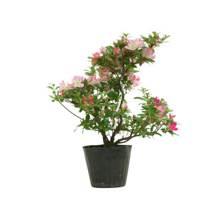 AZALEA HANAMAIKO IB258