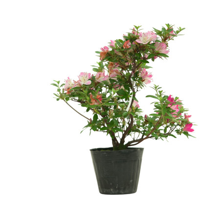 AZALEA HANAMAIKO IB258