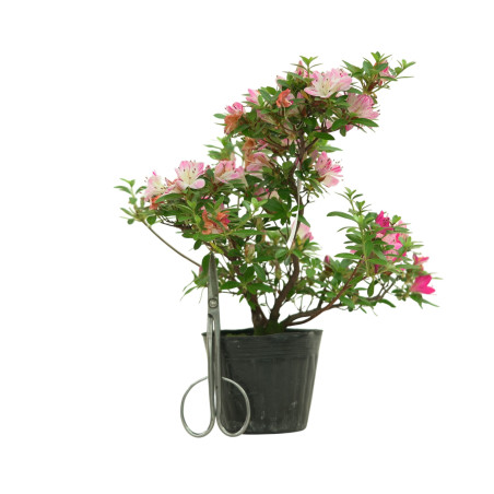 AZALEA HANAMAIKO IB258