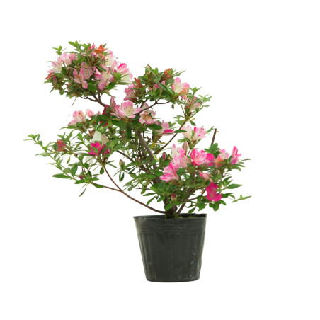AZALEA HANAMAIKO IB258