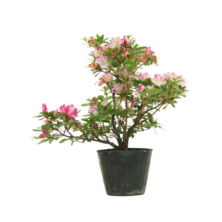 AZALEA HANAMAIKO IB258