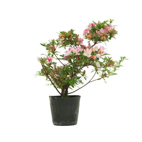 AZALEA HANAMAIKO IB258