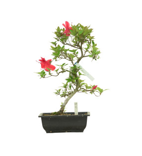 AZALEA HIRYU IB263