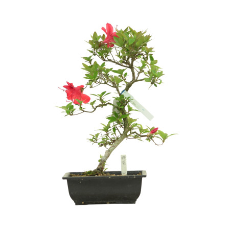 AZALEA HIRYU IB263
