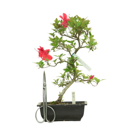 AZALEA HIRYU IB263