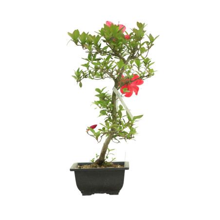 AZALEA HIRYU IB263