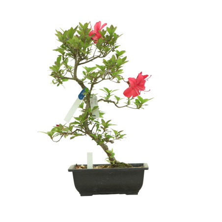 AZALEA HIRYU IB263