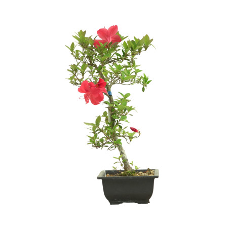 AZALEA HIRYU IB263