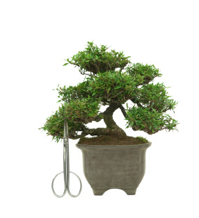 TRACHELOSPERMUM ASIATICUM IB33