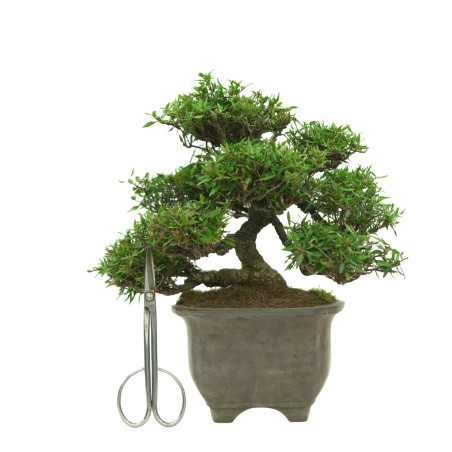 TRACHELOSPERMUM ASIATICUM IB33