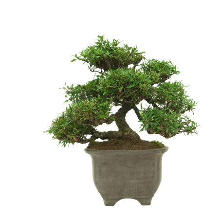 TRACHELOSPERMUM ASIATICUM IB33