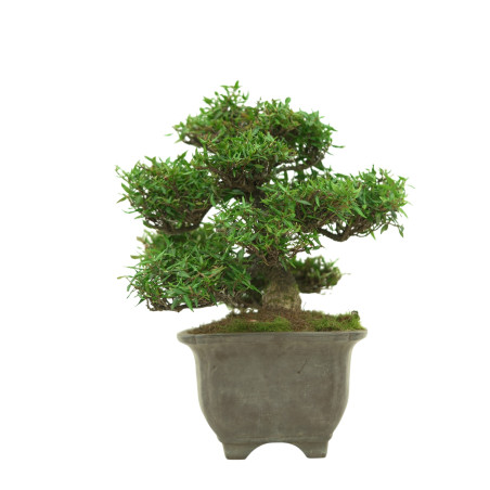 TRACHELOSPERMUM ASIATICUM IB33