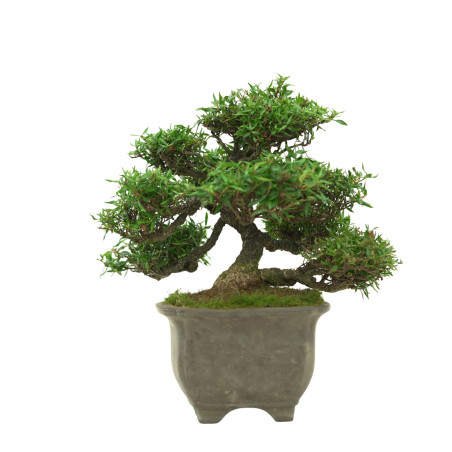 TRACHELOSPERMUM ASIATICUM IB33